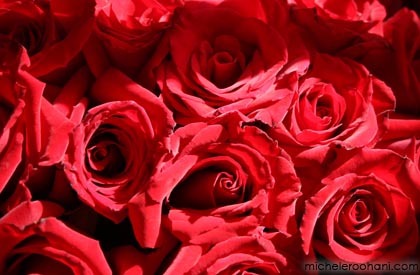 bouquet, red, roses, romantic, flower, love