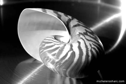 seashell_phi_divine_proportion_golden_section_spiral_nautilus