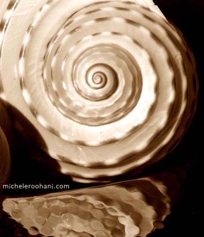 seashell_phi_divine_proportion_golden_section_spiral_reflection_nautilus
