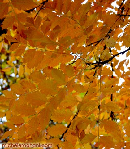 fall, autumn, leaves, change, season, foliage