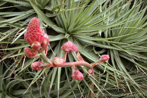 Succulent agave pink flower michele roohani huntington desert garden