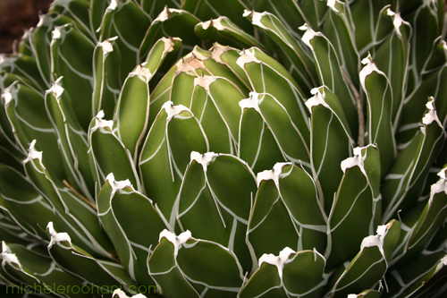 Succulent queen victoria agave michele roohani huntington desert garden