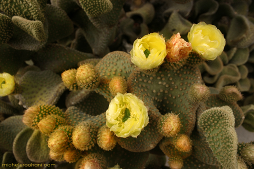 cactus yellow blossoms huntington desert garden michele roohani