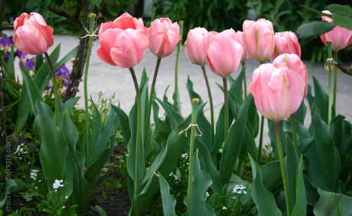 pink tulips spring norouz michele roohani
