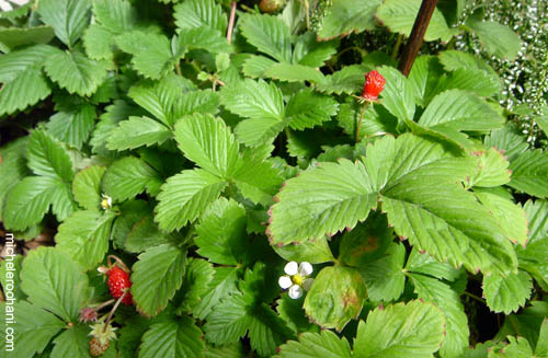 strawberry flowers michele roohani