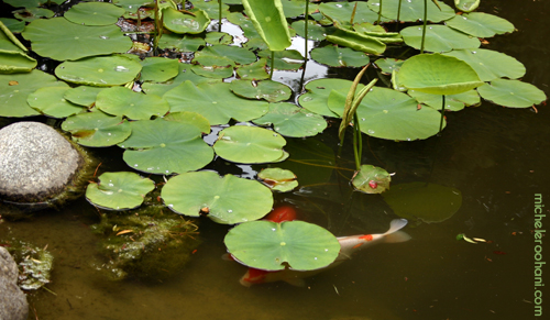water lilies carps huntington pond michele roohani