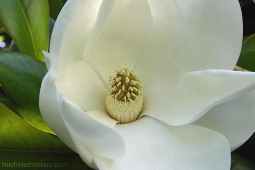 white majestic magnolia michele roohani san vicente boulevard