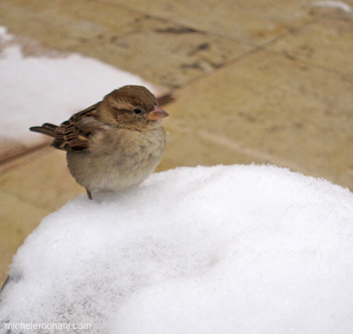 sparrow moineau snow paris michele roohani